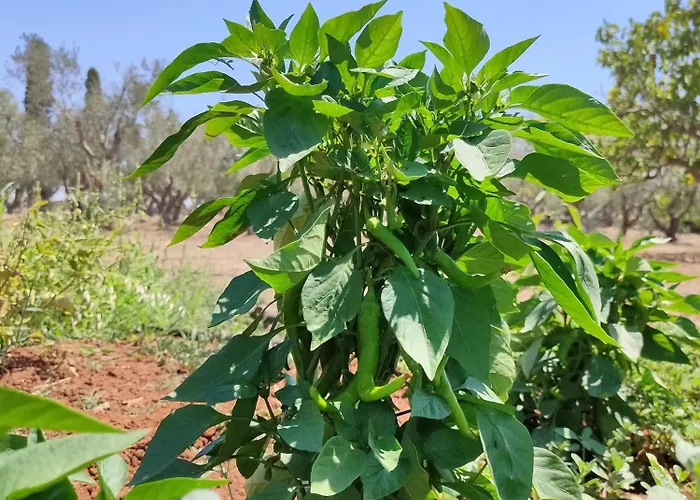 Apartamento Casedda Andrea *